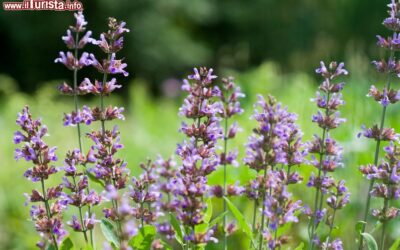 la_fioritura_della_salvia_al_lavandeto_di_assisi_in_umbria
