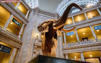 la_hall_principale_del_museo_smithsonian_il_national_museum_of_natural_history_a_washington_dc
