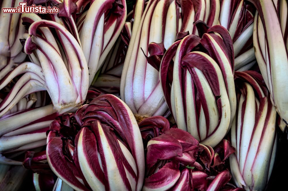 la_sagra_del_radicchio_rosso_di_treviso_igp_tardivo_a_zero_branco_veneto