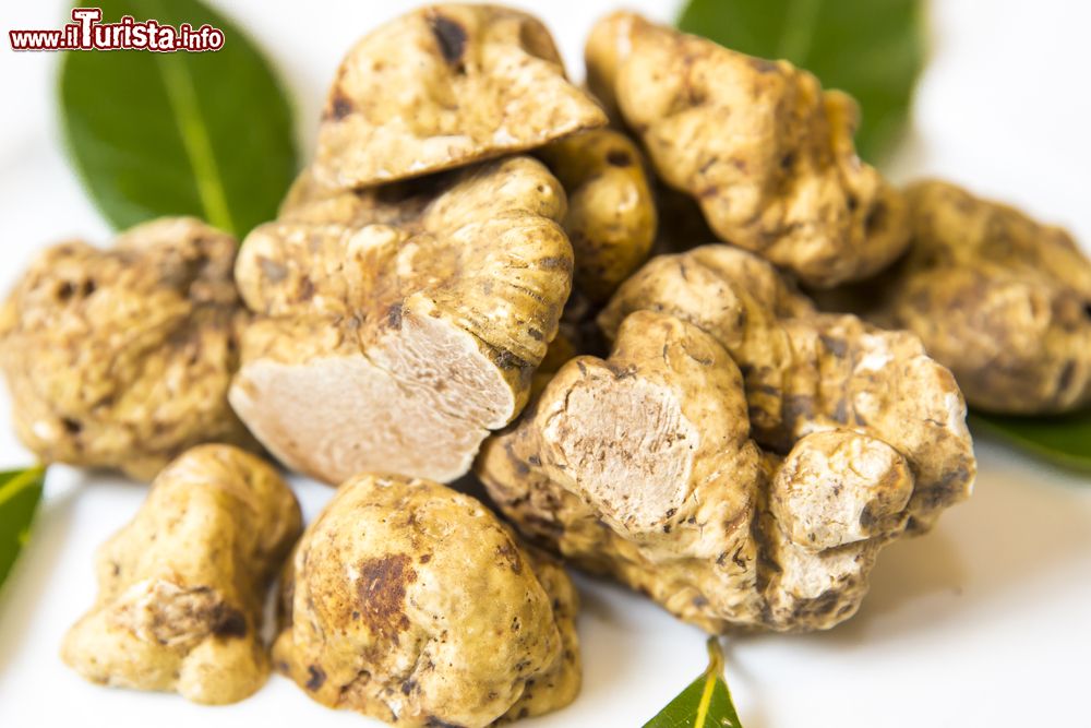 La Sagra del Tartufo Bianco a Cusercoli