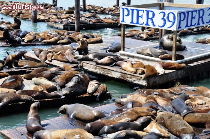 PIER 39, il molo più famoso di San Francisco tra leoni marini, negozi e panorami indimenticalibi