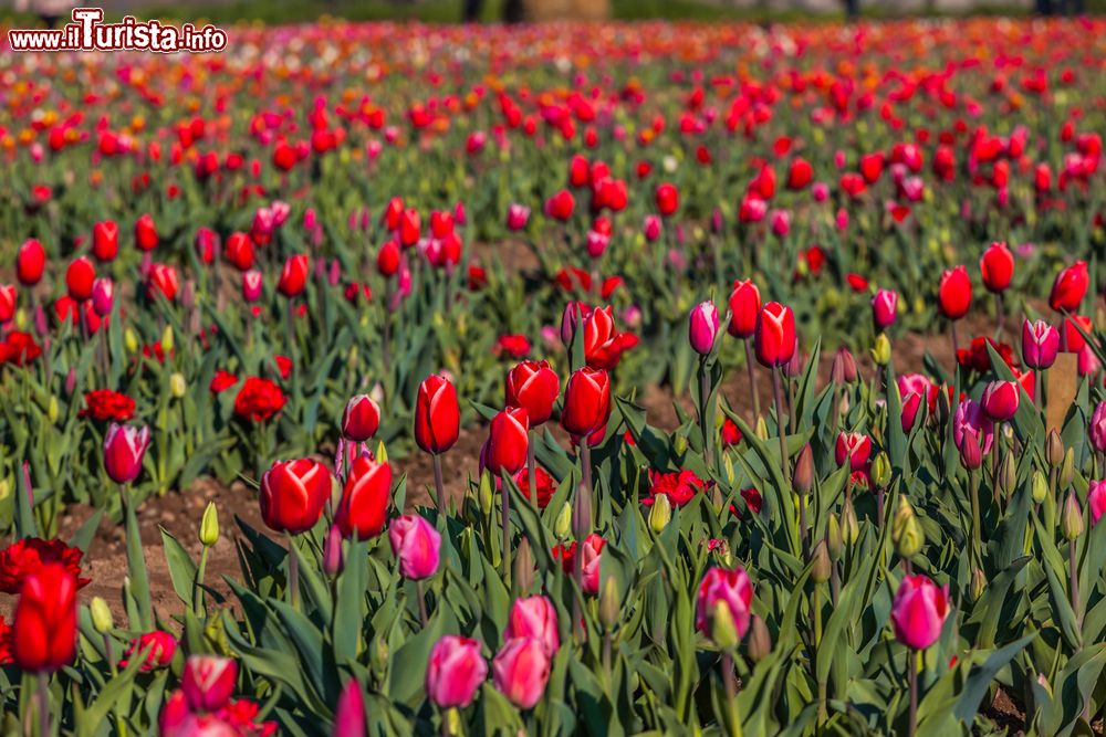 I tulipani delle meraviglie a Vimodrone