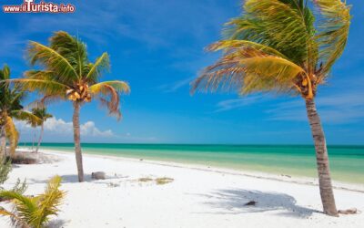 palme_da_cocco_su_una_spiaggia_tropicale_dellisola_di_holbox_messico