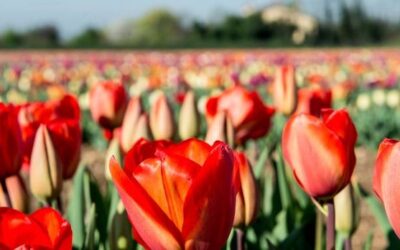 parco_tulipani_roma