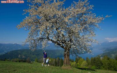 Pasqua in Carinzia il risveglio della primavera foto di Franz Gerdl