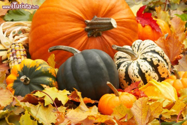 Feste e sagre della zucca: dove e quando in Italia