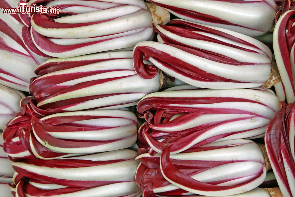 scorze_veneto_la_festa_del_radicchio_rosso_di_treviso_igp