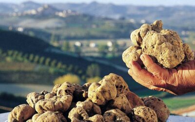 tartufo_sagre