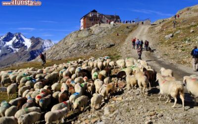 transumanza_in_val_senales_alto_adige