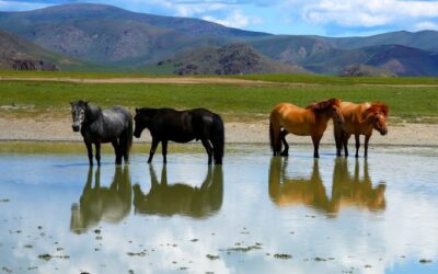 trekking_cavallo_mongolia