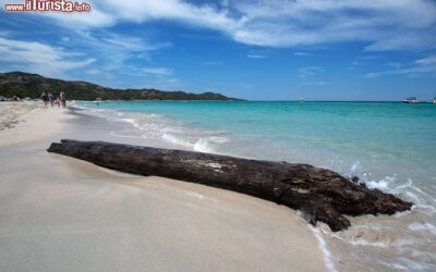 tronco_spiaggia_selvaggia_saleccia_corsica