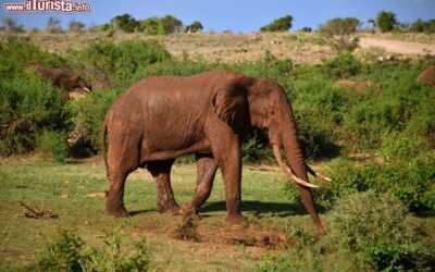 tsavo_national_park_elefante