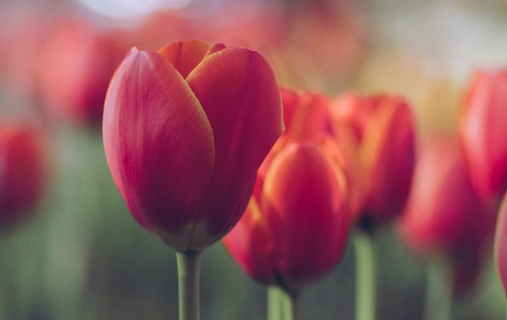 tulipani_Colli_Euganei