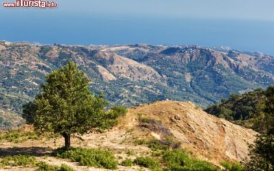 un_albero_di_castagno_sulle_montagne_intorno_a_savelli_provincia_di_crotone_calabria