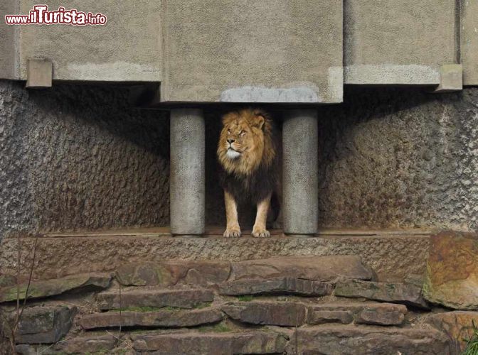Lo Zoo Reale Artis di Amsterdam, il più antico d’Olanda