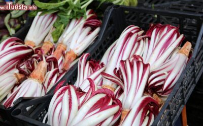 un_mercato_a_treviso_espone_il_prodotto_tipico_della_zona_il_radicchio_trevigiano