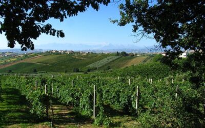 un_vigneto_nelle_campagne_di_corropoli_sulla_strada_del_vino_di_controguerra