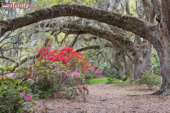 Magnolia Plantation e i suoi giardini a Charleston, il più antico parco pubblico degli Stati Uniti