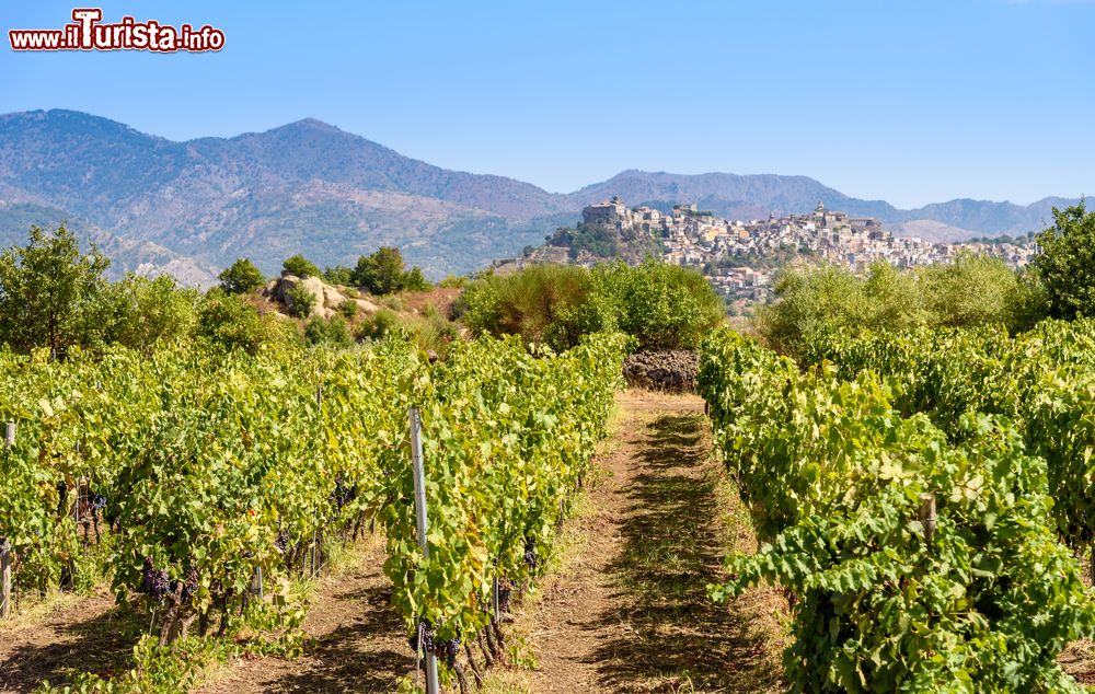 vigneti_intorno_a_castiglione_di_sicilia_dove_si_produce_il_rinomato_vino_dell_etna
