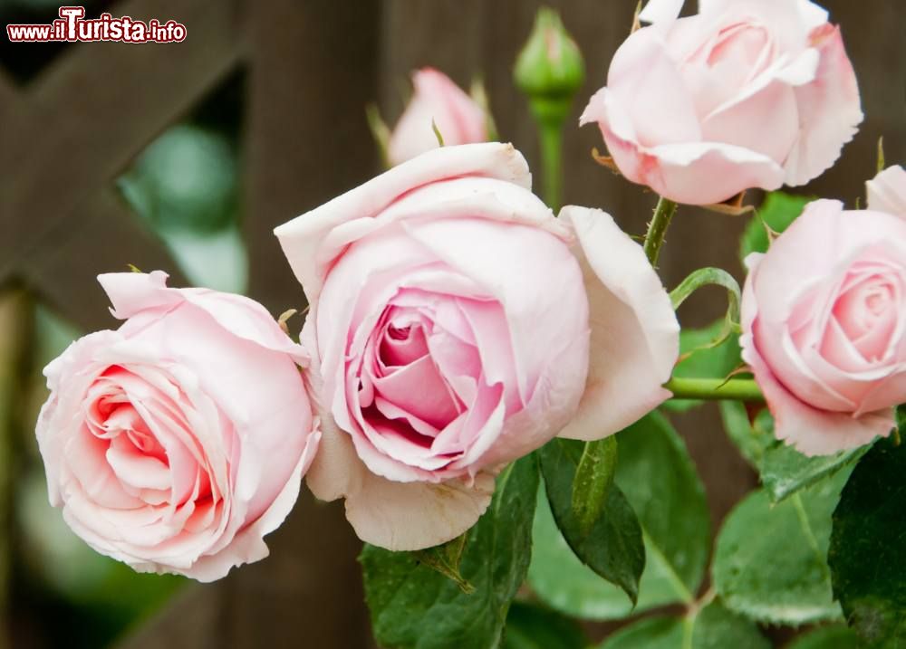 zane_veneto_la_festa_delle_rose
