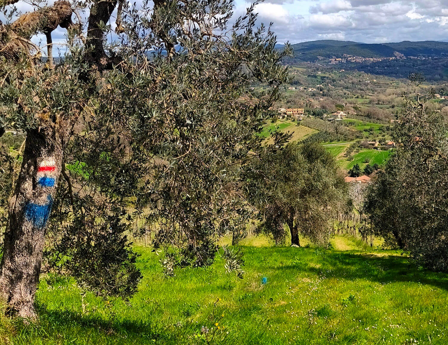 Uliveti sul Cammino di Germanico